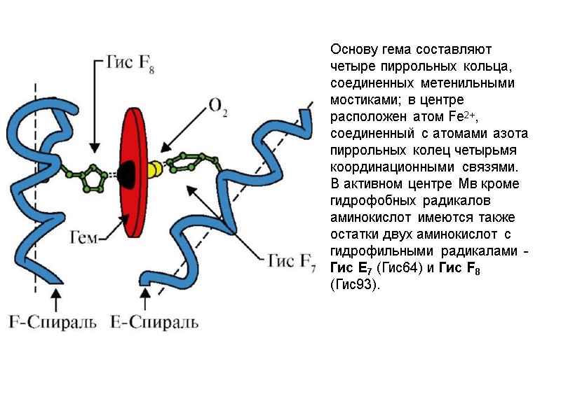 Основу гема составляют четыре пиррольных кольца, соединенных метенильными мостиками; в центре расположен атом Fe2+,